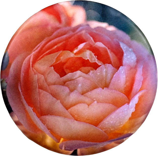 0835 Memori-Button - Pfingstrose (ohne Urne)